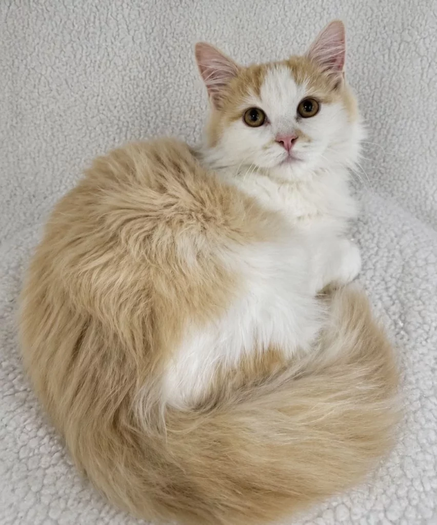 Jarvis Adopt a cat