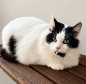 Molly Adopt a cat