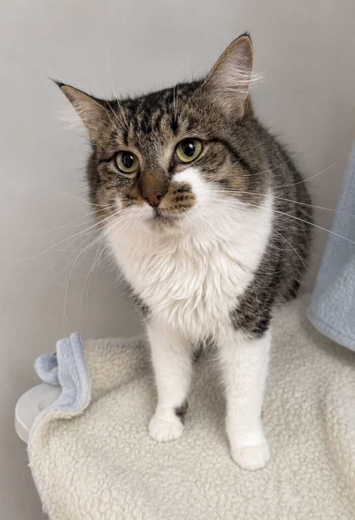 Whimsy Adopt a cat