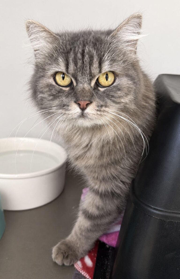 Arabella Adopt a cat