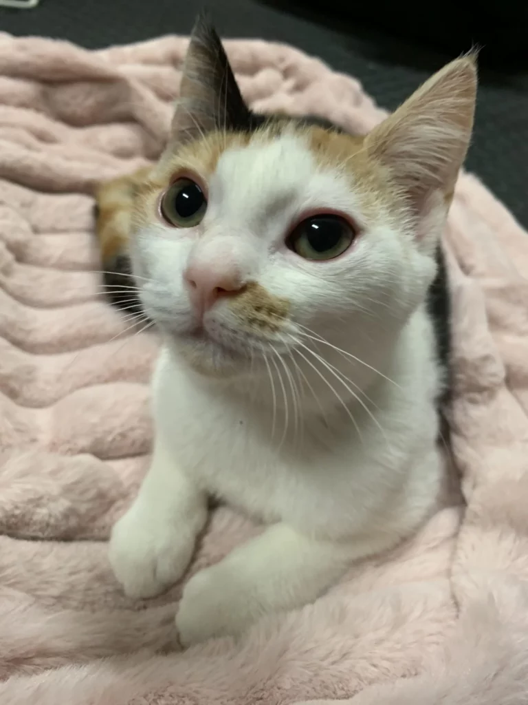 Billie Adopt a cat