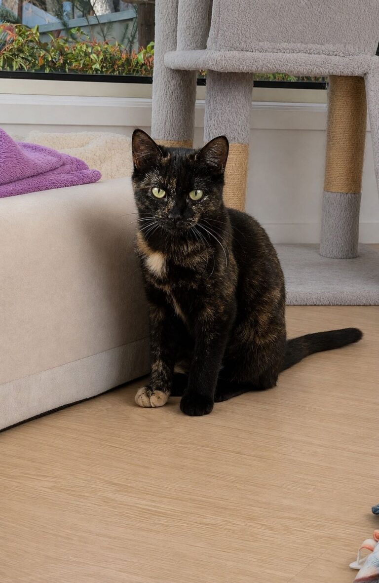 Delta Adopt a cat