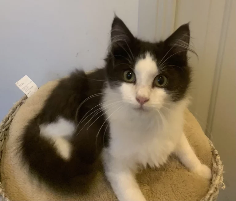 Zeke Adopt a cat