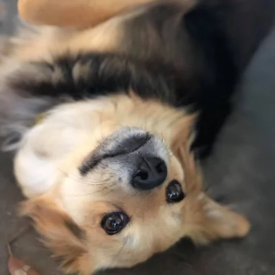 dog 18