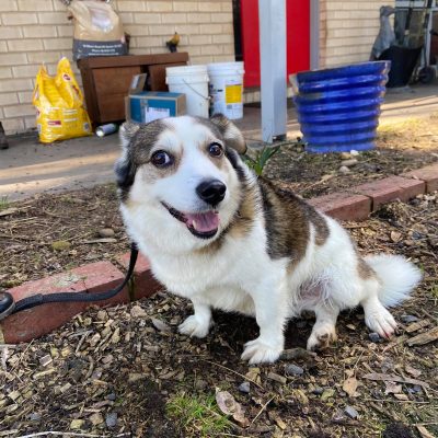 dogs 2